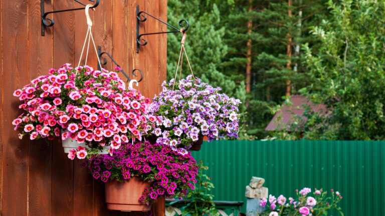 blooming calibrachoa plant in hanging basket