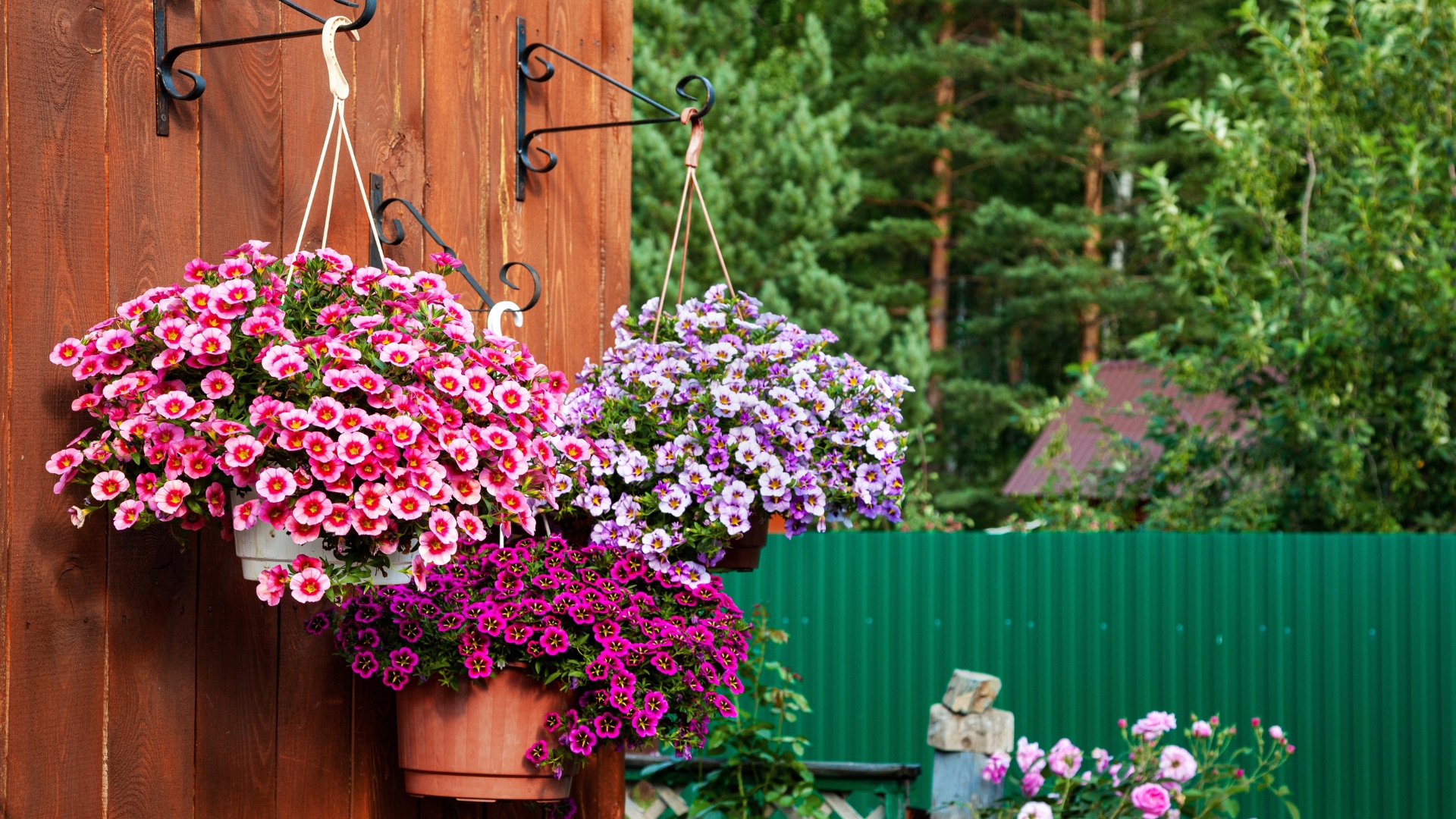 10 Plants That Just Don’t Work In Hanging Baskets (And 10 Perfect Replacements)