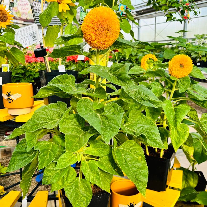 Sunflowers: Too Heavy and Tall