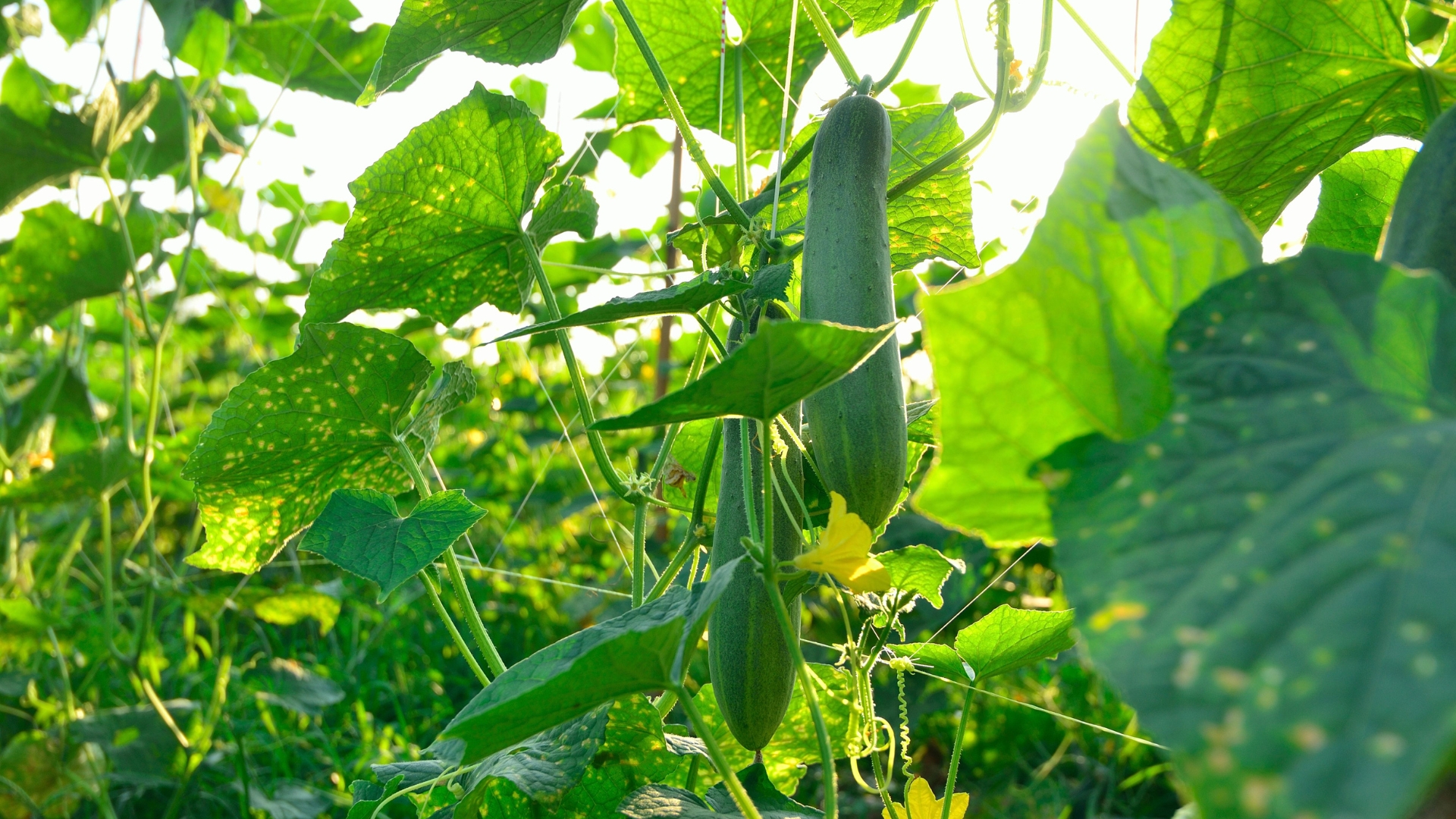 Cucumbers