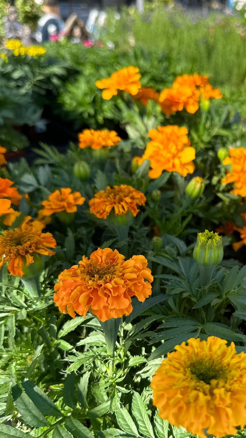 Marigolds: The Colorful Cucumber Guardian