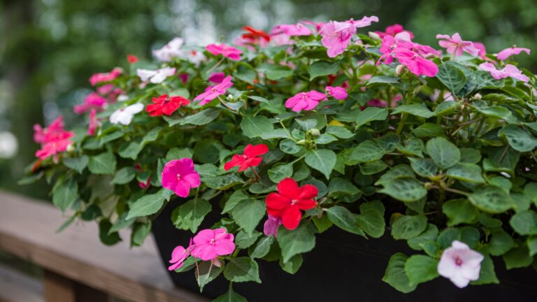 impatiens