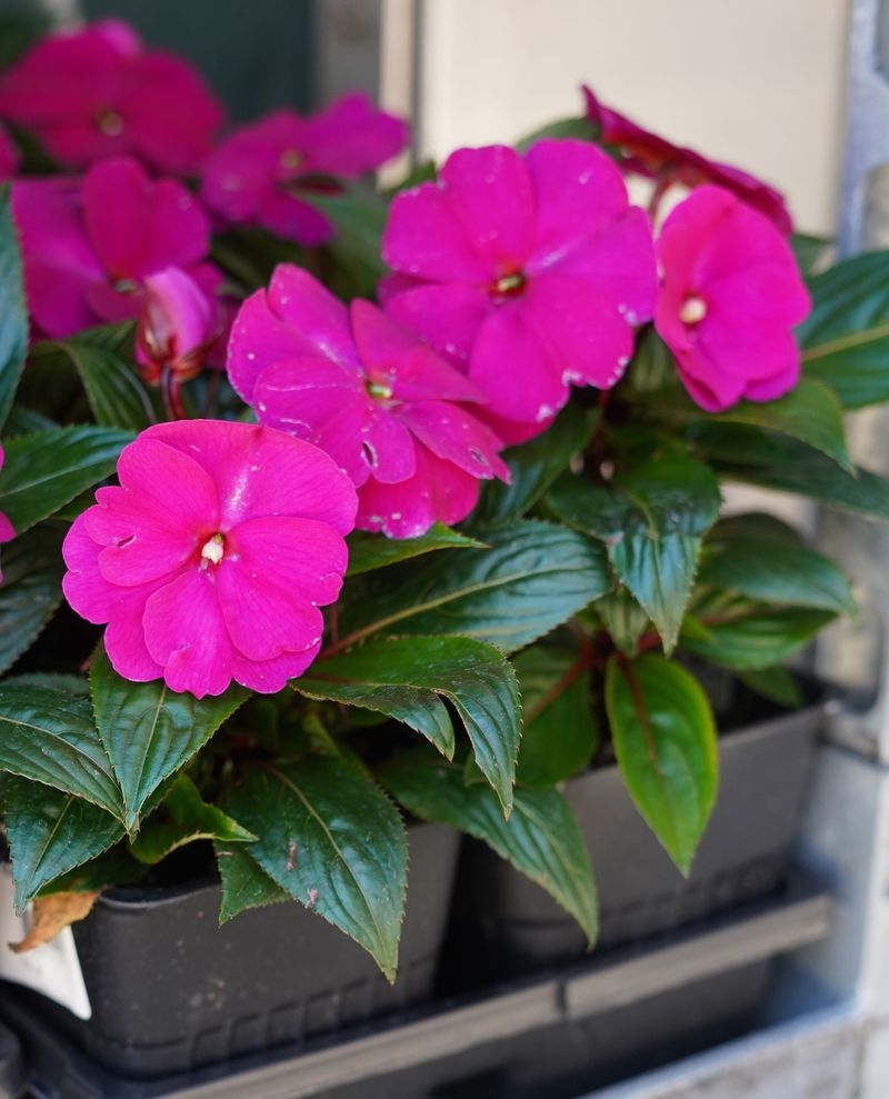 Impatiens