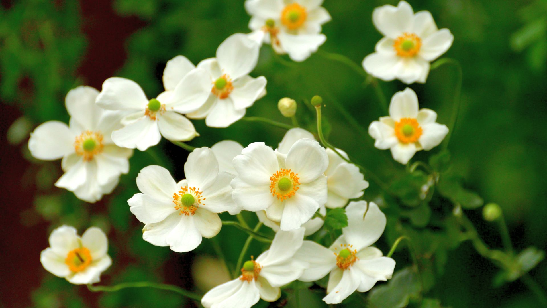 japanese anemones
