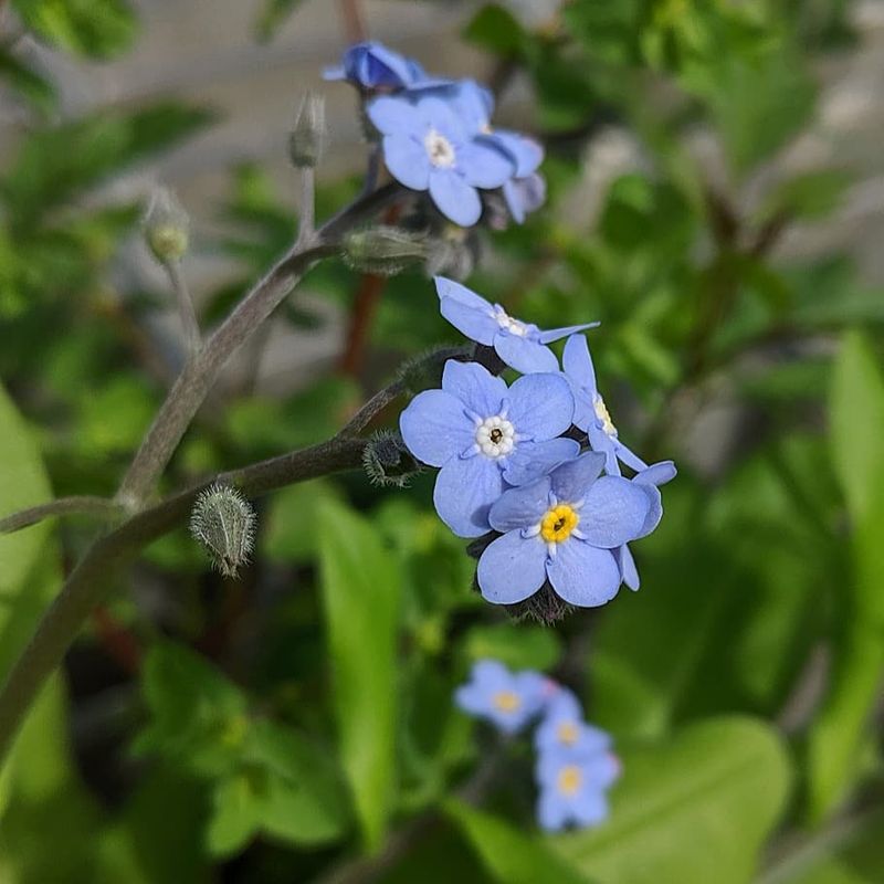 Forget-Me-Nots Fade Fast