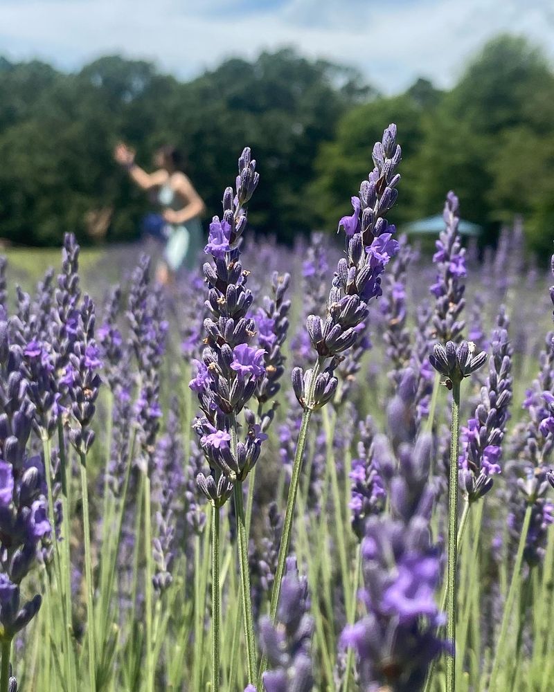 Lavender