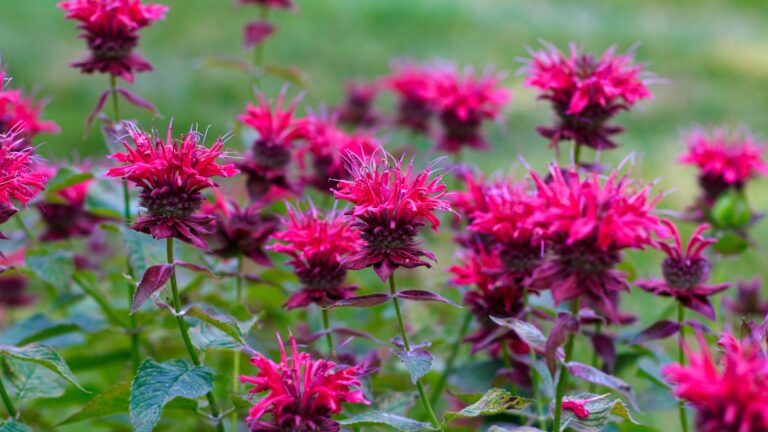 Bee Balm