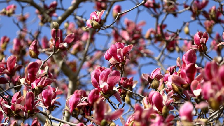 Japanese Magnolia