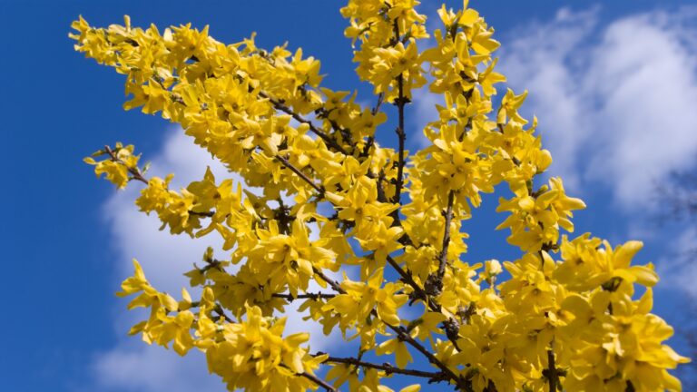 Forsythia