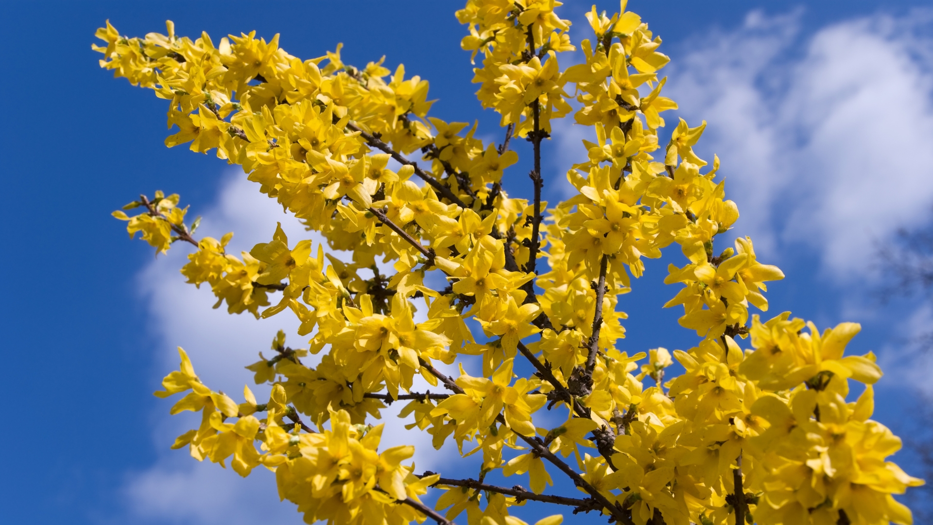 10 Shrubs That Tend To Grow Faster Than Expected (And 10 That Stay Neat And Manageable)