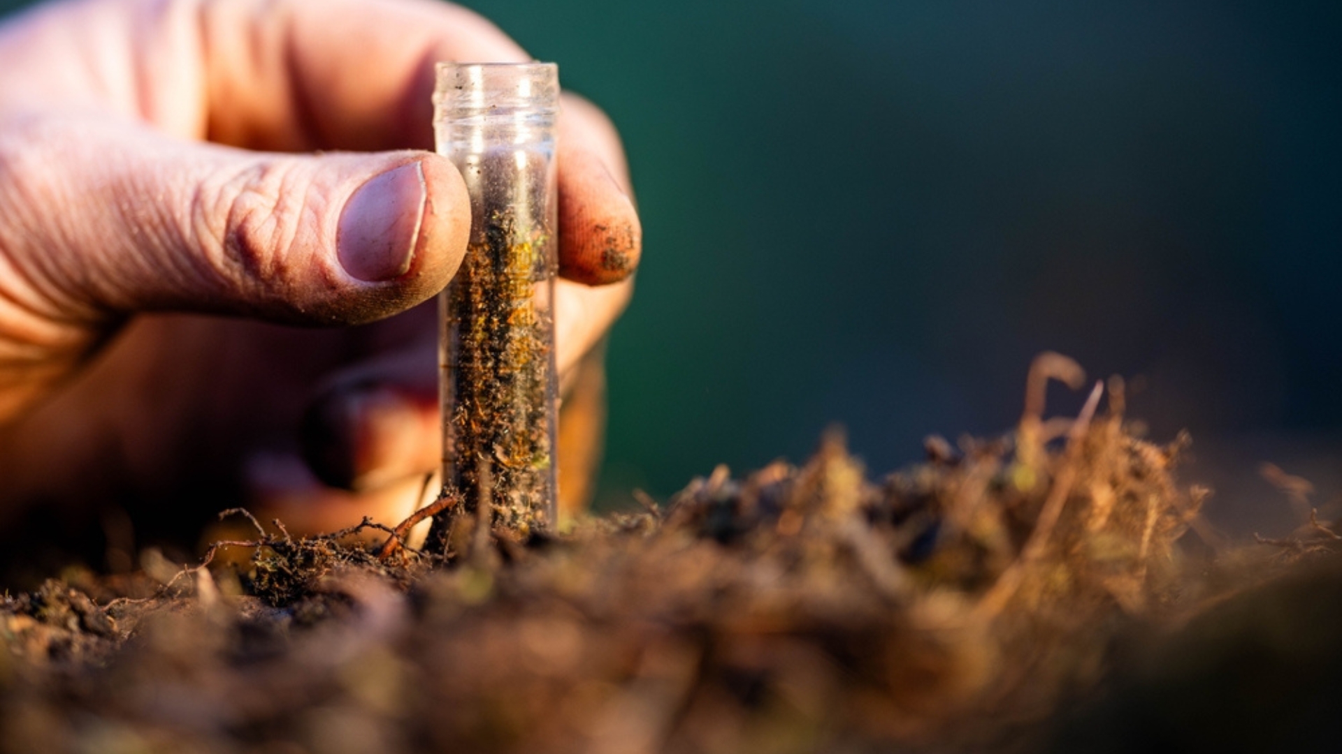 10 Simple Ways To Tell If Your Soil Is Low On Nitrogen (And 5 Ways To Fix It)