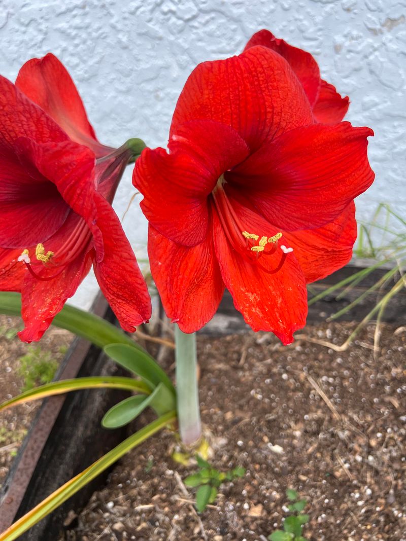 Choose the Perfect Planting Location