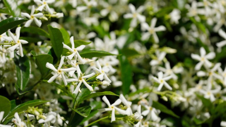 Star Jasmine