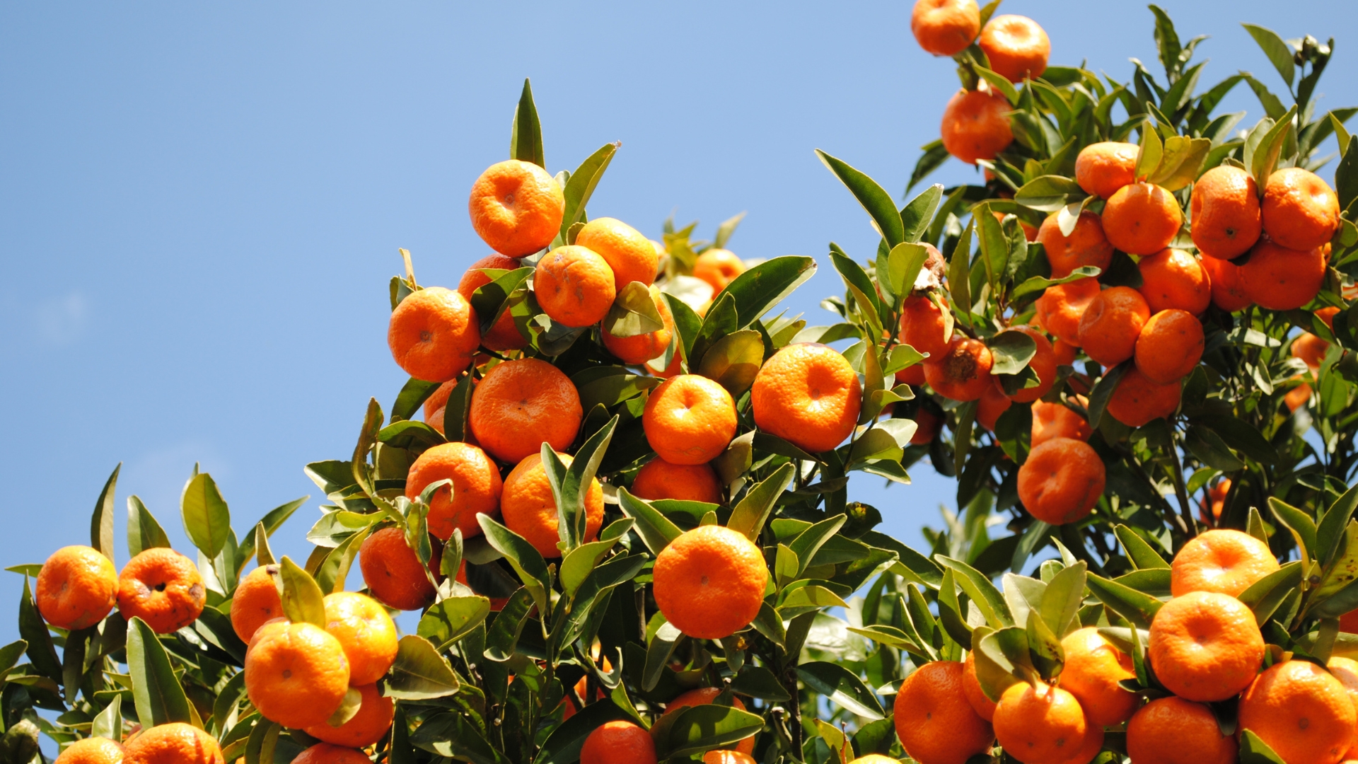 10 Tips For Buying The Perfect Fruit Tree For Your Garden (And What To Know About Your Climate)