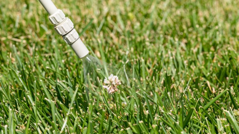 spraying clover in lawn
