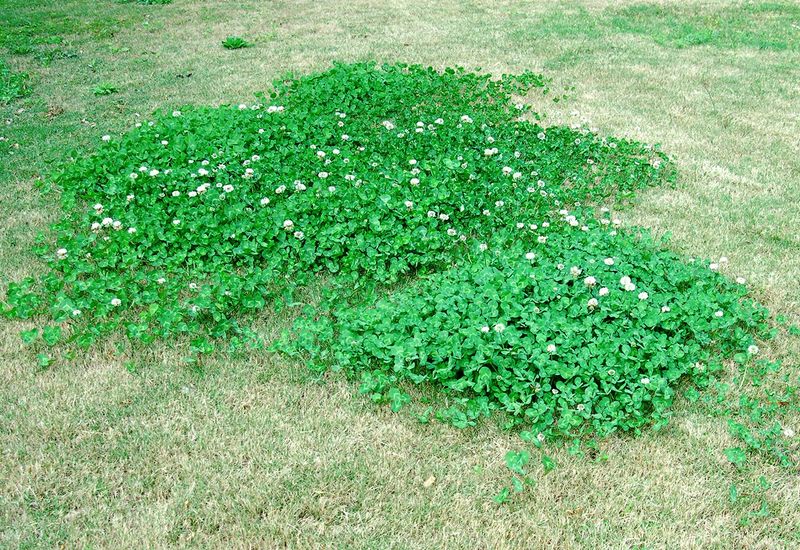 Boost Your Lawn's Nitrogen Levels