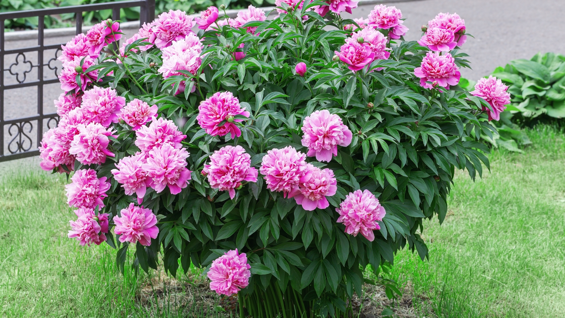 Peony