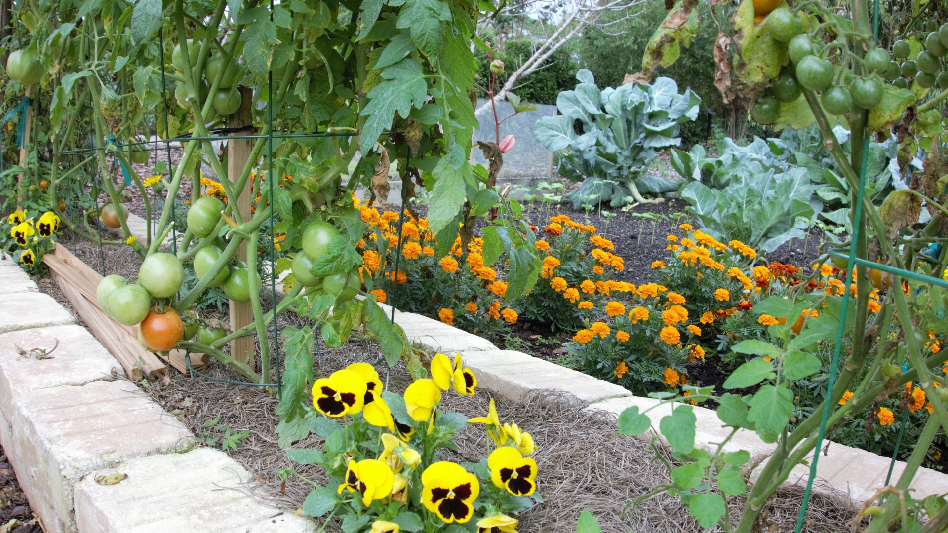 plants