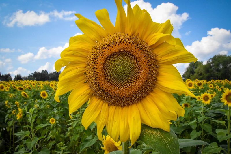 Sunflowers