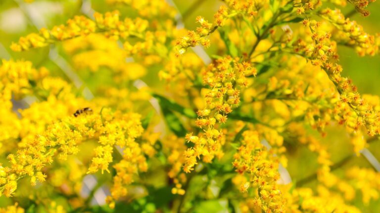 Goldenrod