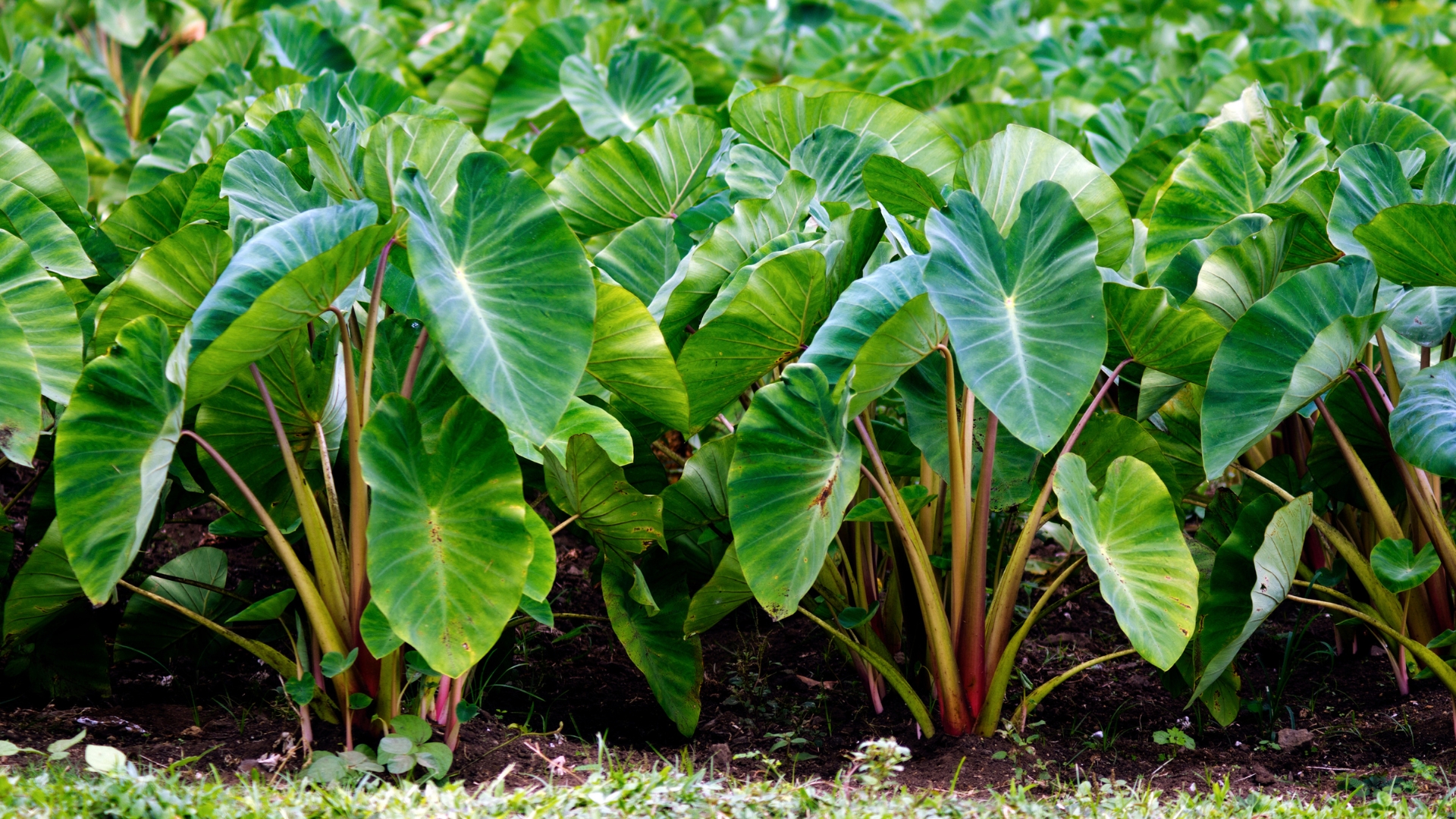 10 Ways To Grow Healthy Crops Without Using Pesticides (And Natural Alternatives To Try)