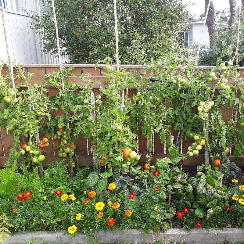 Companion Planting