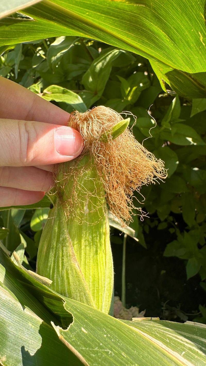 Corn: Space-Hungry Giant