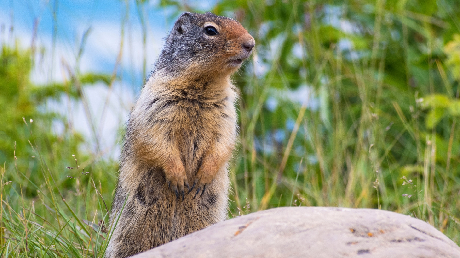 gopher