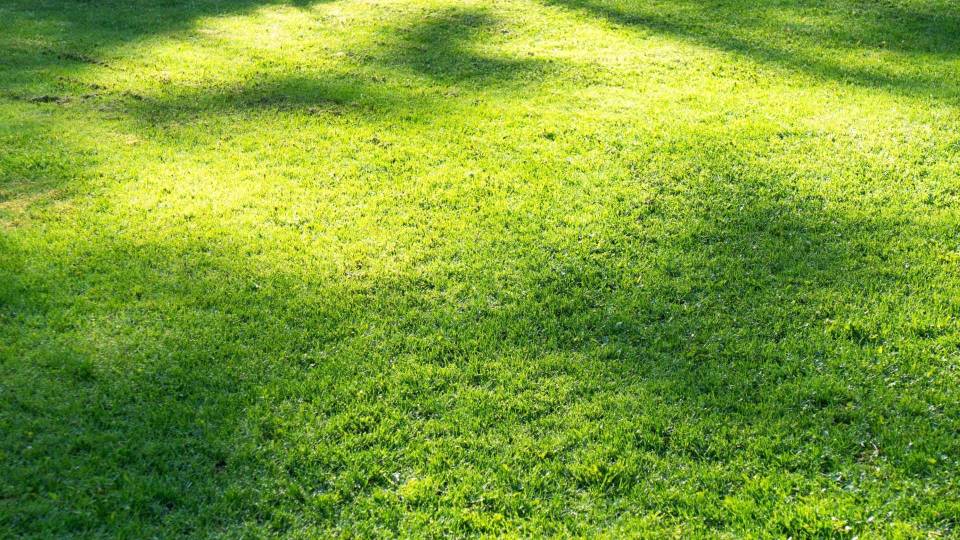 lush and well-maintained grass