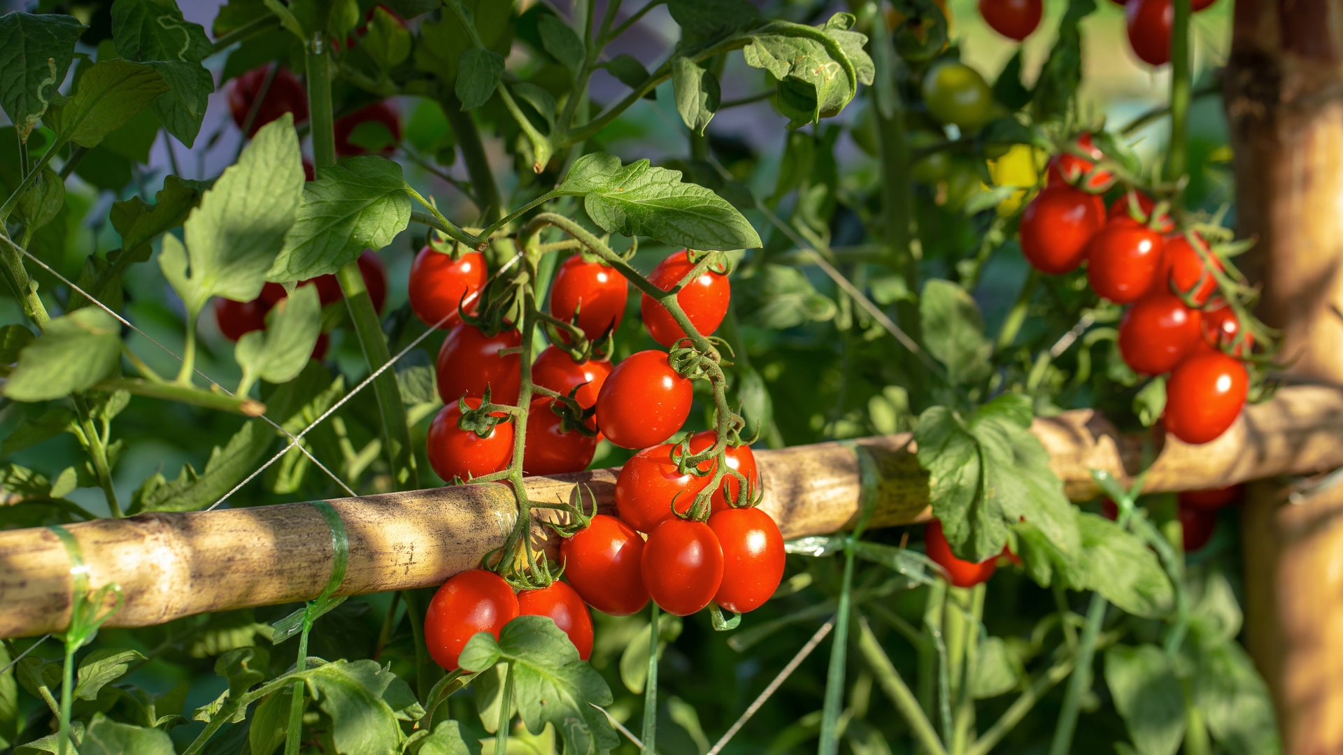 Tomatoes