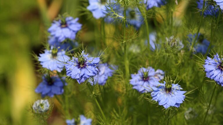 Love-in-a-Mist