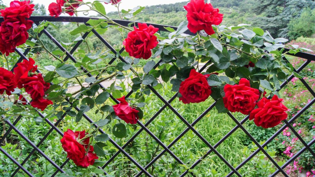Reliable Roses 12 Climbing Roses That Struggle To Bloom (And 3 Reliable Ones You ...