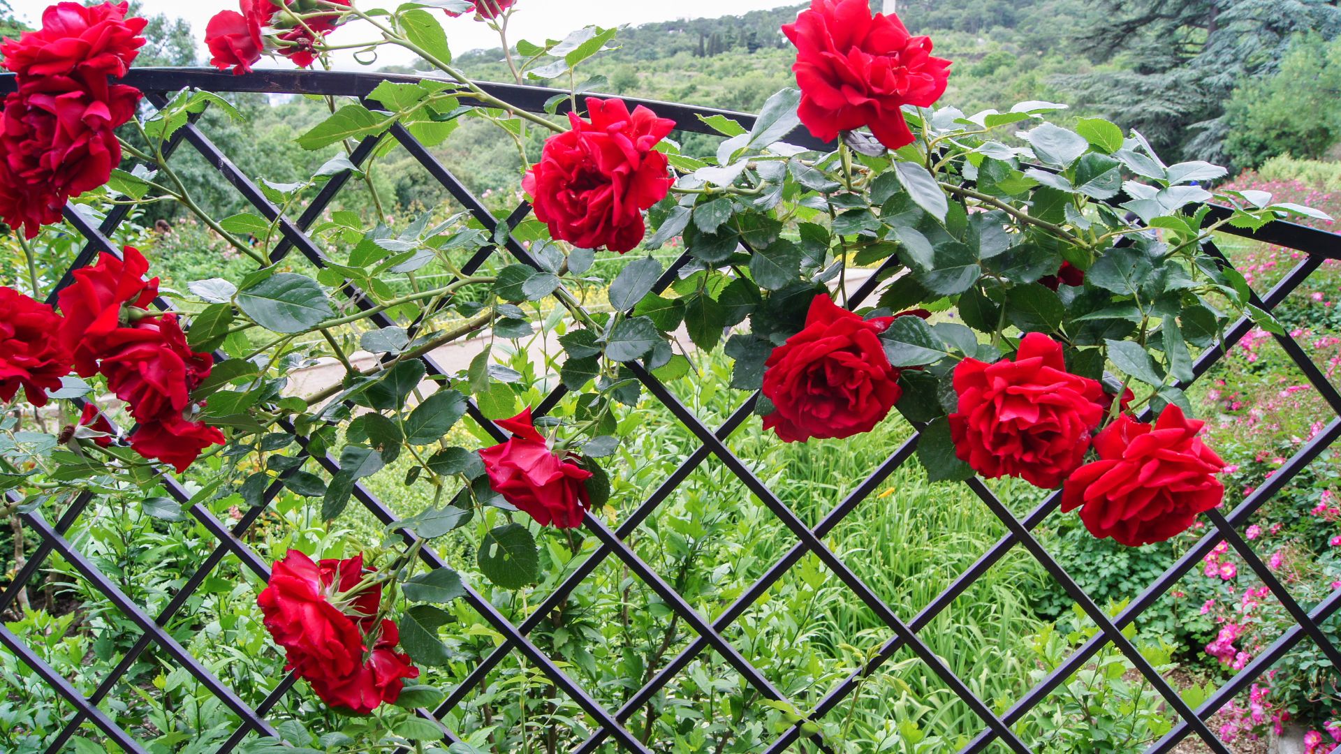 12 Climbing Roses That Struggle To Bloom (And 3 Reliable Ones You Should Grow Instead)