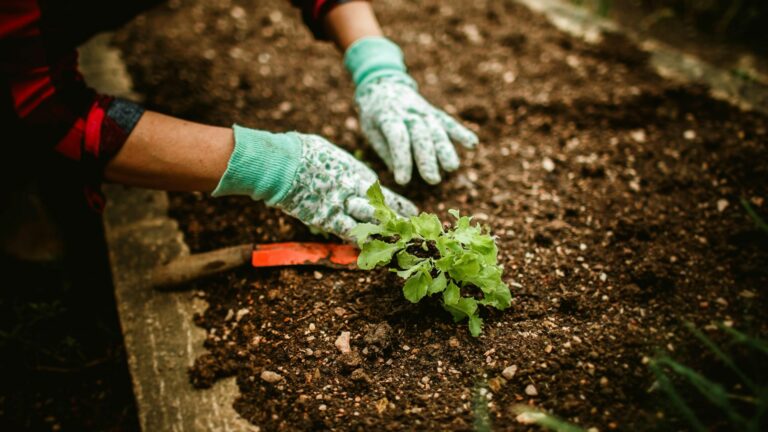 Hands of Working Gardener in Gloves