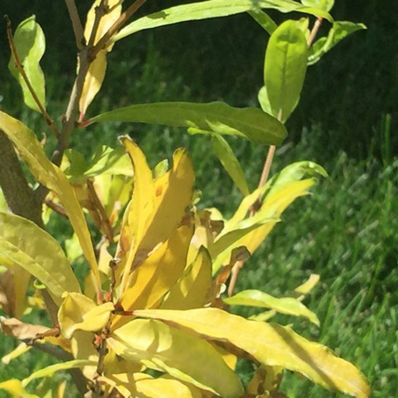 Overwatering Plants