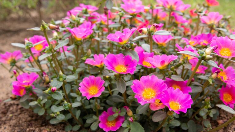 Portulaca