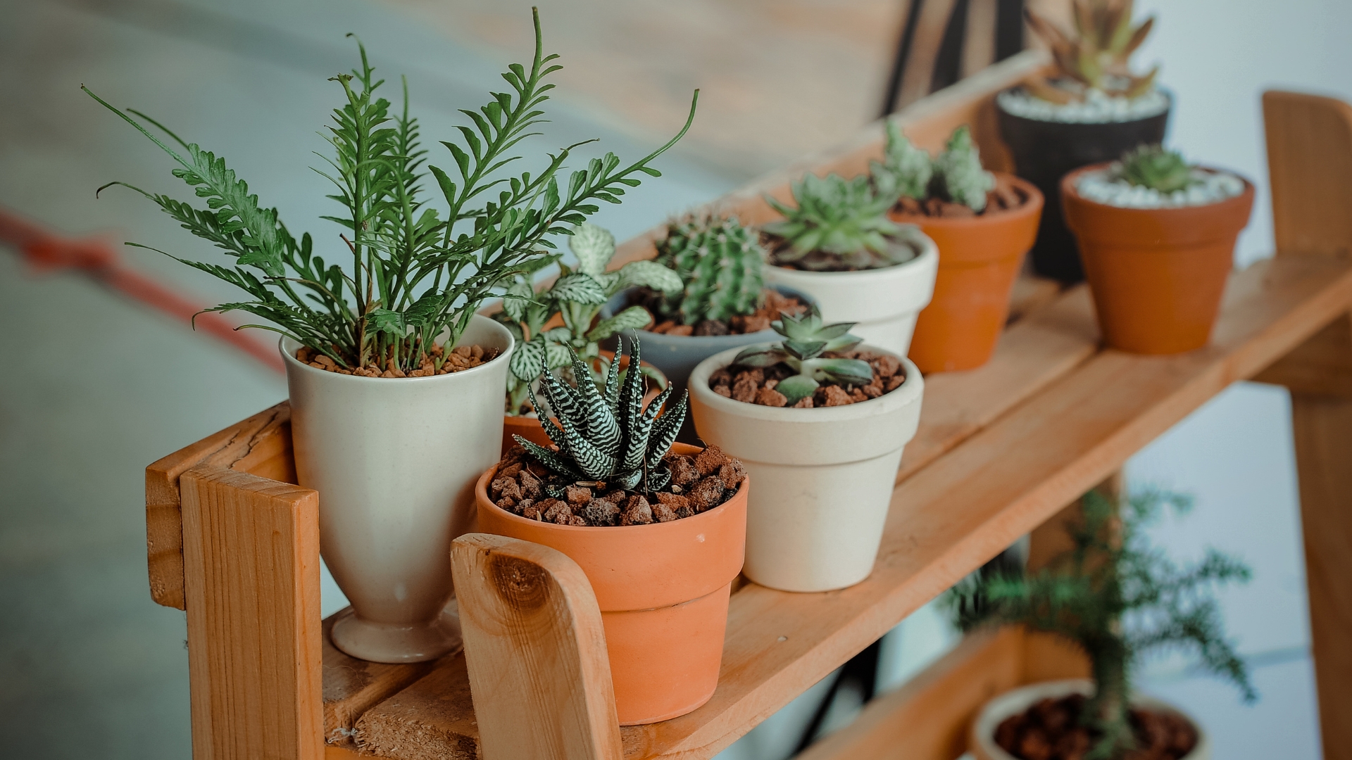 12 Easy-Grow Plants That Love Pots More Than Soil (Plus Options You’ll Want Everywhere)