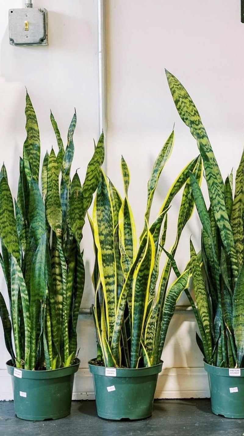 Snake Plant