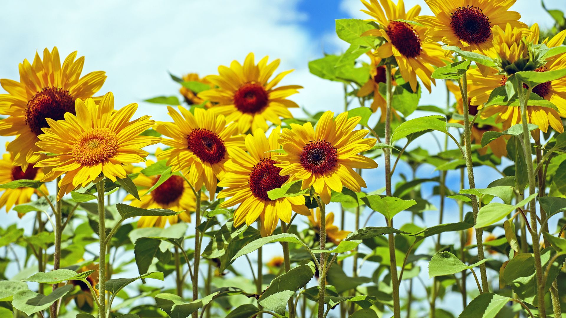 sunflowers