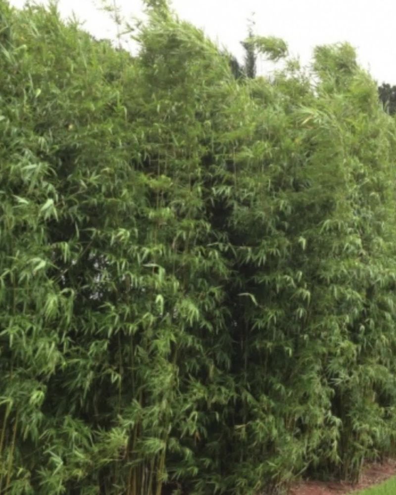 Bamboo Gone Wild