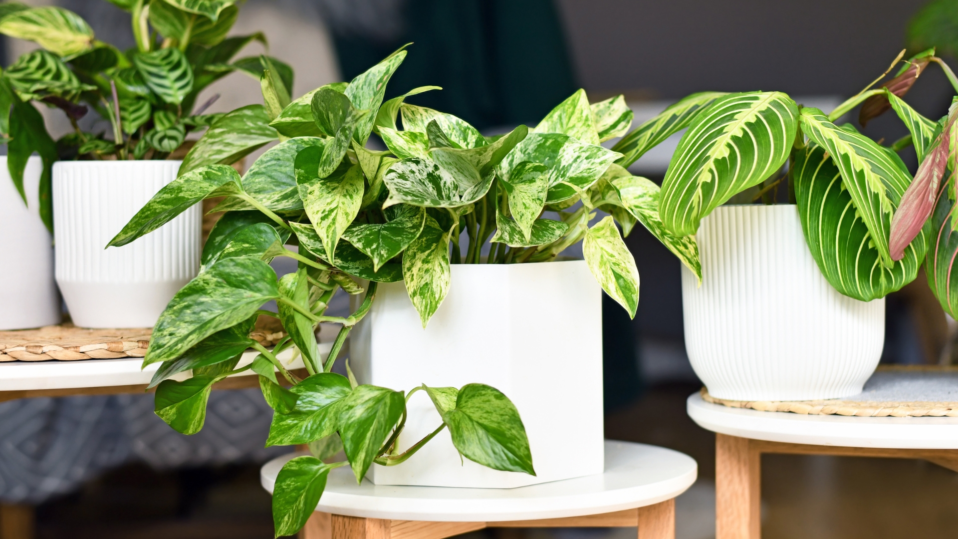 pothos