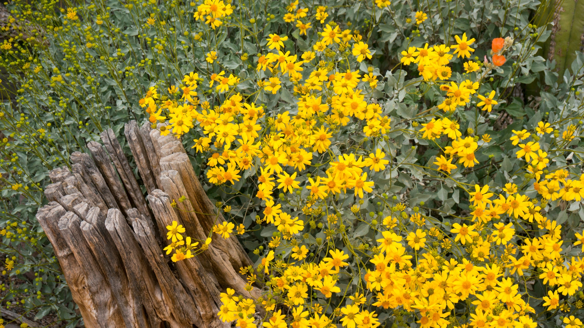 12 Native Plants Bringing Arizona’s Wildflower Gardens To Life (Plus A Few More For Year-Round Color)