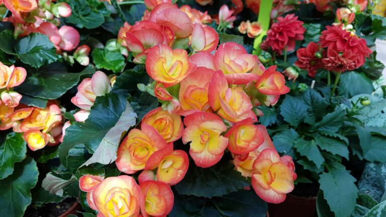 tuberous begonia