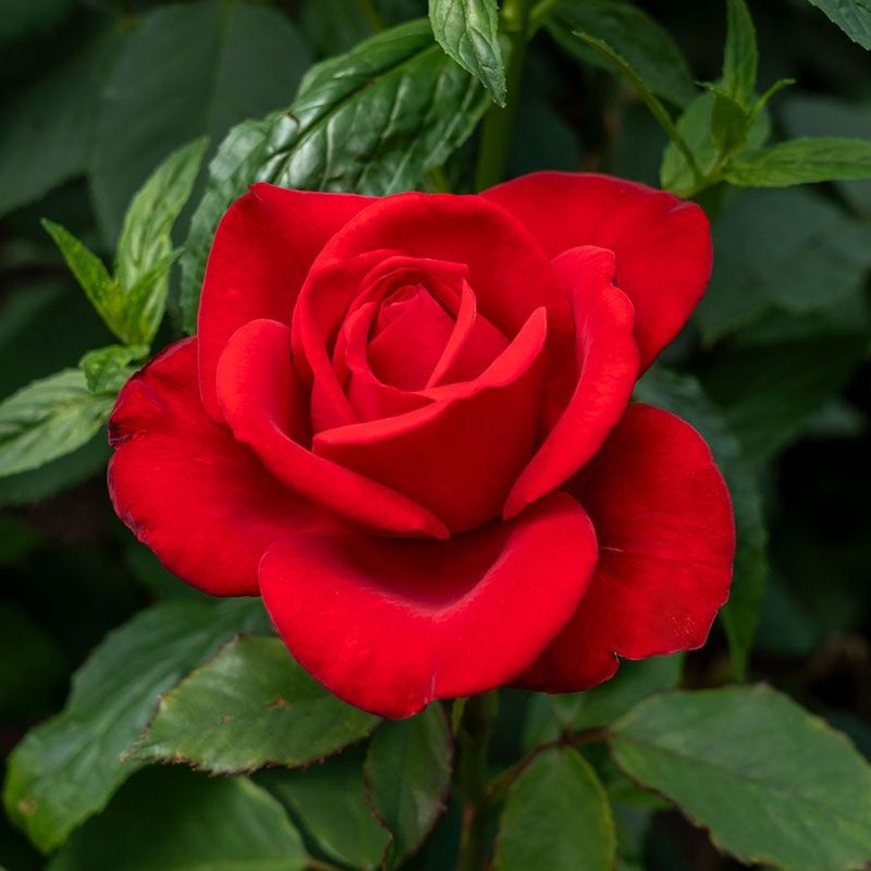 Hybrid Tea Roses