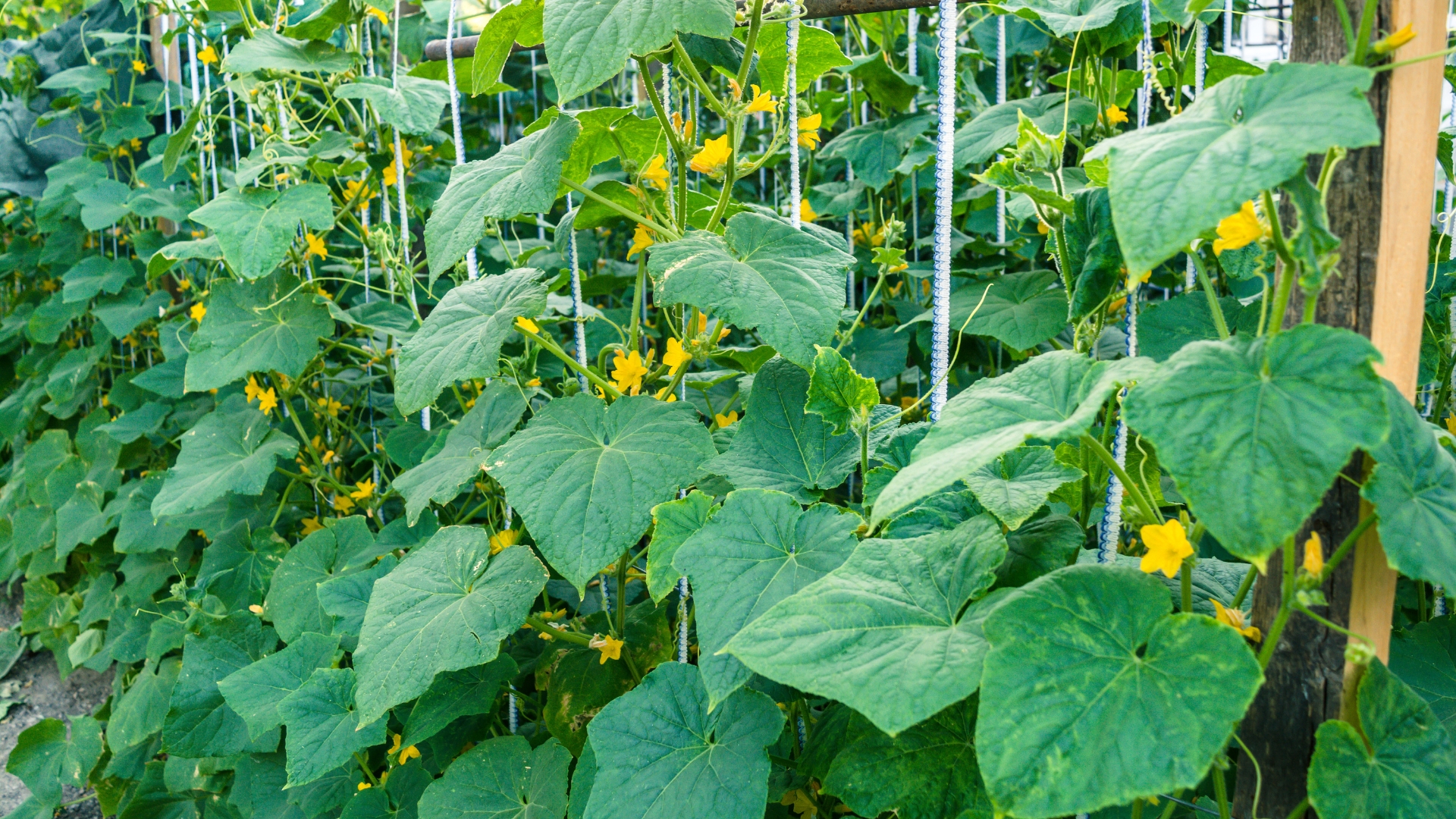 Cucumbers