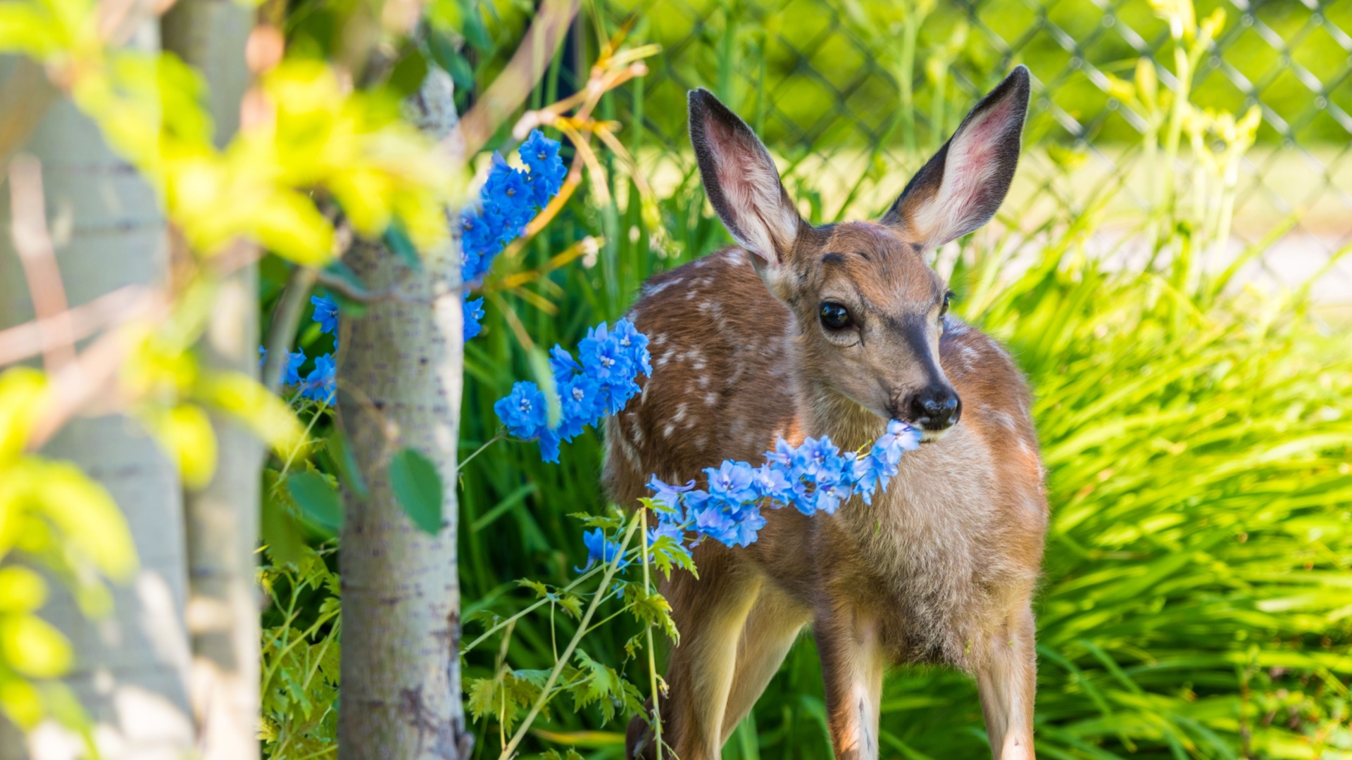 14 Plants You Shouldn’t Grow If Deer Are a Nuisance in Your Garden