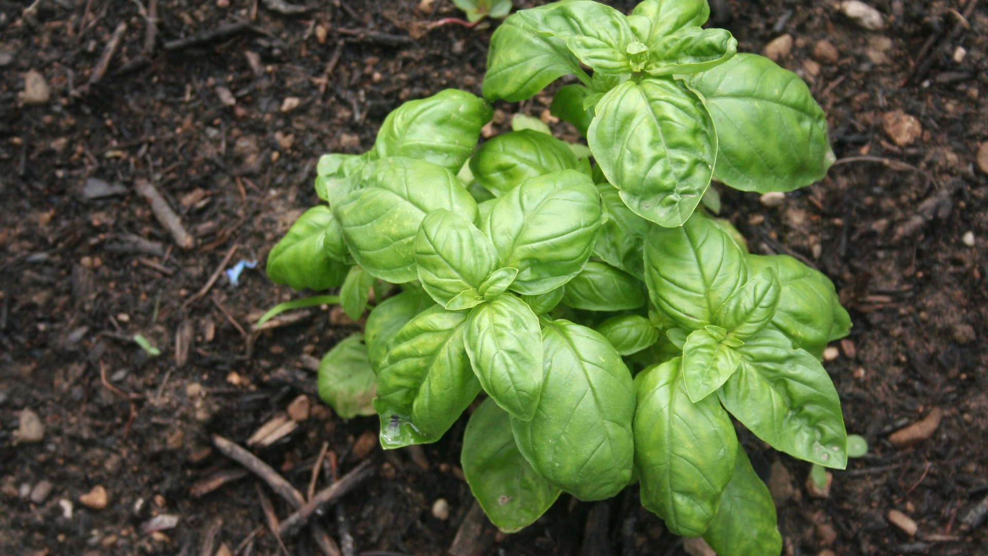 12 Spots That Make Basil Struggle To Grow (And Where It’ll Grow With Ease)