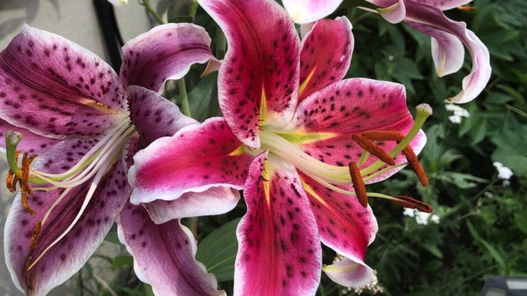 Stargazer Lilies