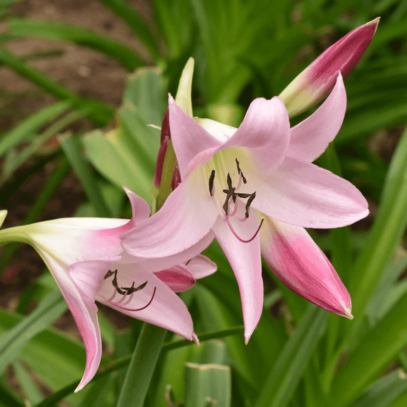 Trumpet Lilies