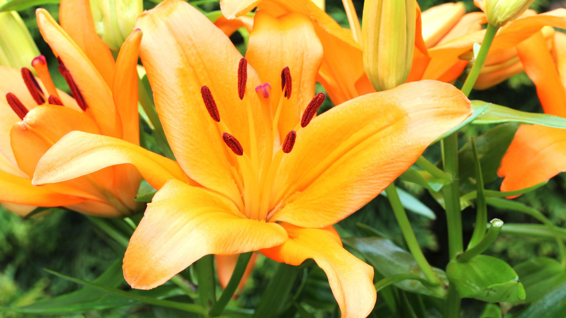13 Best Perennials For A Hassle-Free Yard (And 4 Secret Favorites Even Experts Love)